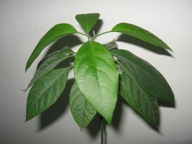 ��� ��������� ������� �� ��������: ������� ��� ��������� ������