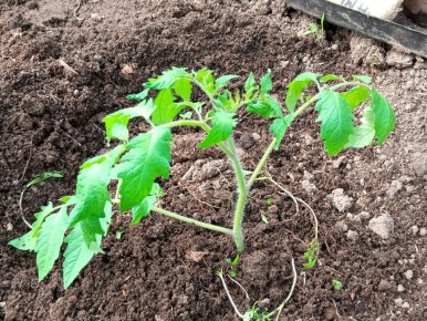 ��� �������� ������ ��� ������� ������� ������� � �������