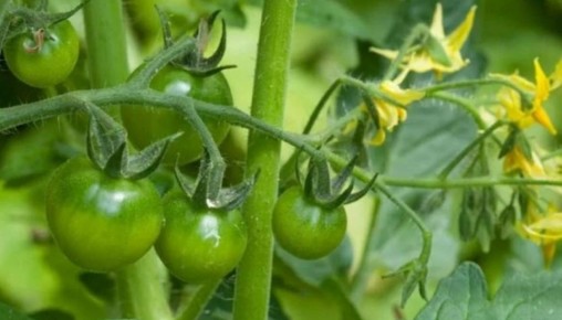 ��� ��������� ������������� ������ �� ����� ��������: ������ � �������