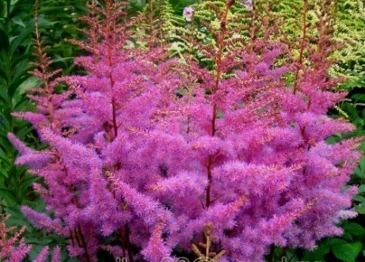 ���������� ��������: ������������ ������ ������ �� ���� �����