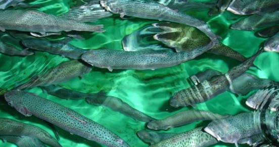 ������ ��� �������� ������: ��� ��������� ������� ����������������� �����������