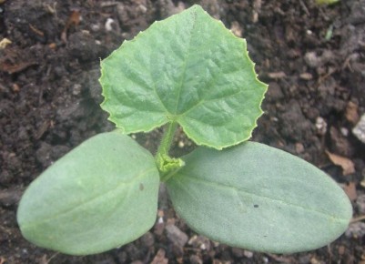 ��� ��������� ������ � �������: �������� ������ �����