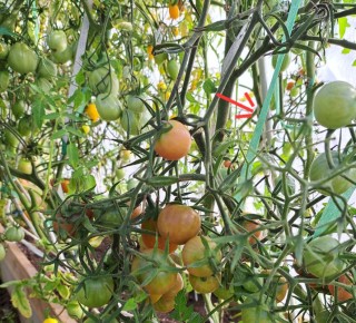 ��� ��������� ����������� ������: ������ � ������������