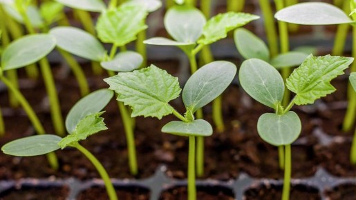 �������� ���������� �������: ����� �� ���������� ������ ����� �������?