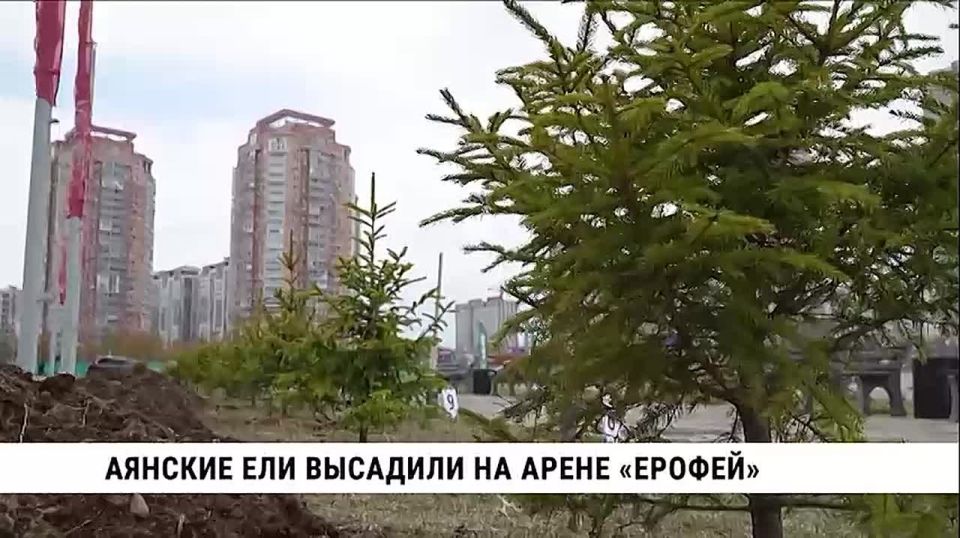 Аллею живой памяти из 20 аянских елей накануне празднования 81-й годовщины Победы в Великой Отечественной войне заложили возле арены «Ерофей» губернатор Дмитрий Демешин, мэр Хабаровска Сергей Кравчук и аграрии Хабаровского...