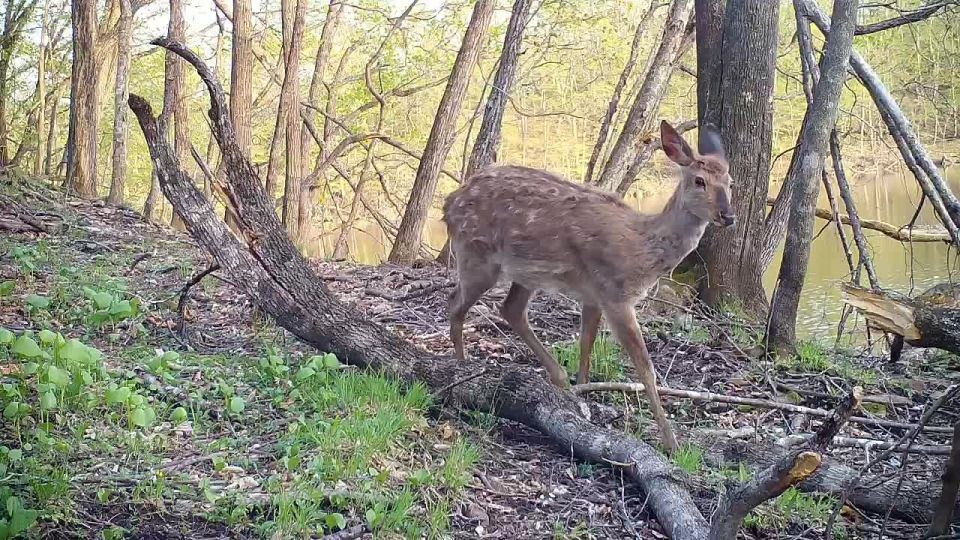 Пятнистый олень «провел экскурсию» сородичу по «Земле леопарда»