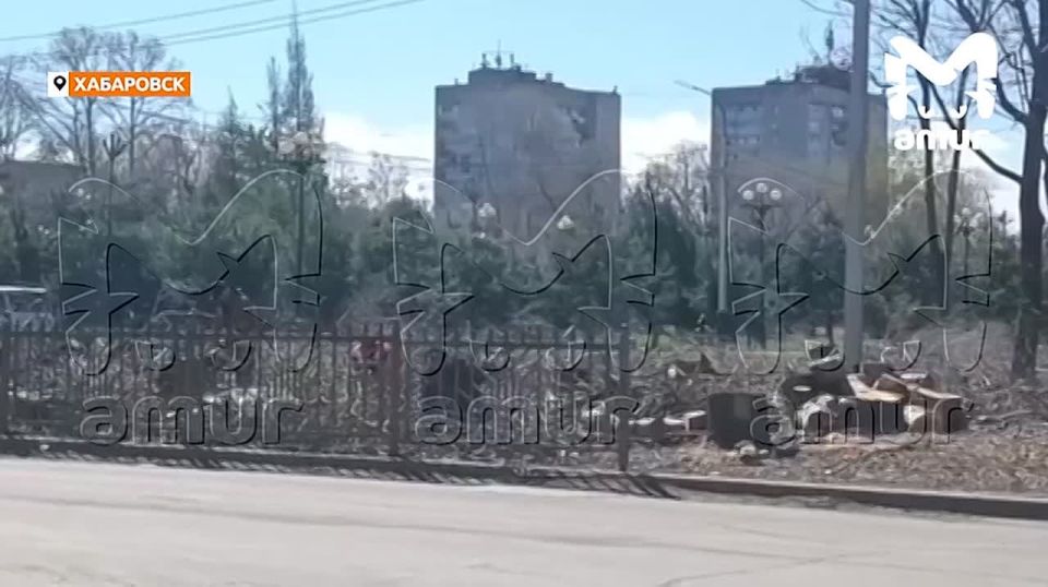 И снова массовые рубки в парке Хабаровска