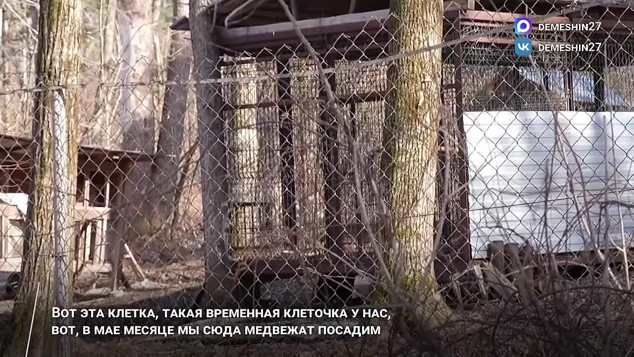 Дмитрий Демешин: Гималайский медвежонок, над которым по моему поручению взяло шефство краевое министерство внутренней и информационной политики, подрос и чувствует себя прекрасно