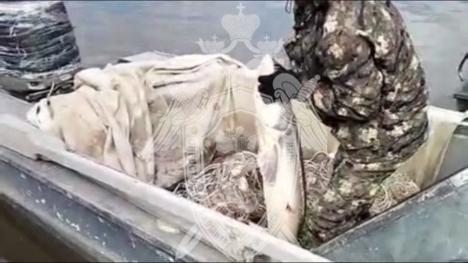 Предъявлено обвинение двум жителям города Николаевска-на-Амуре, осуществившим незаконную добычу рыбы ценной породы