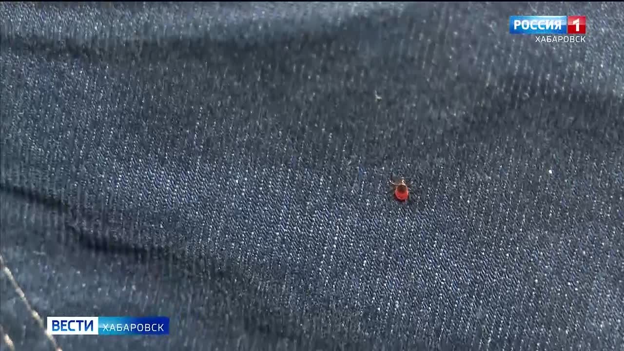 Самая надёжная защита – вакцинация: Хабаровский край приближается к пику активности клещей