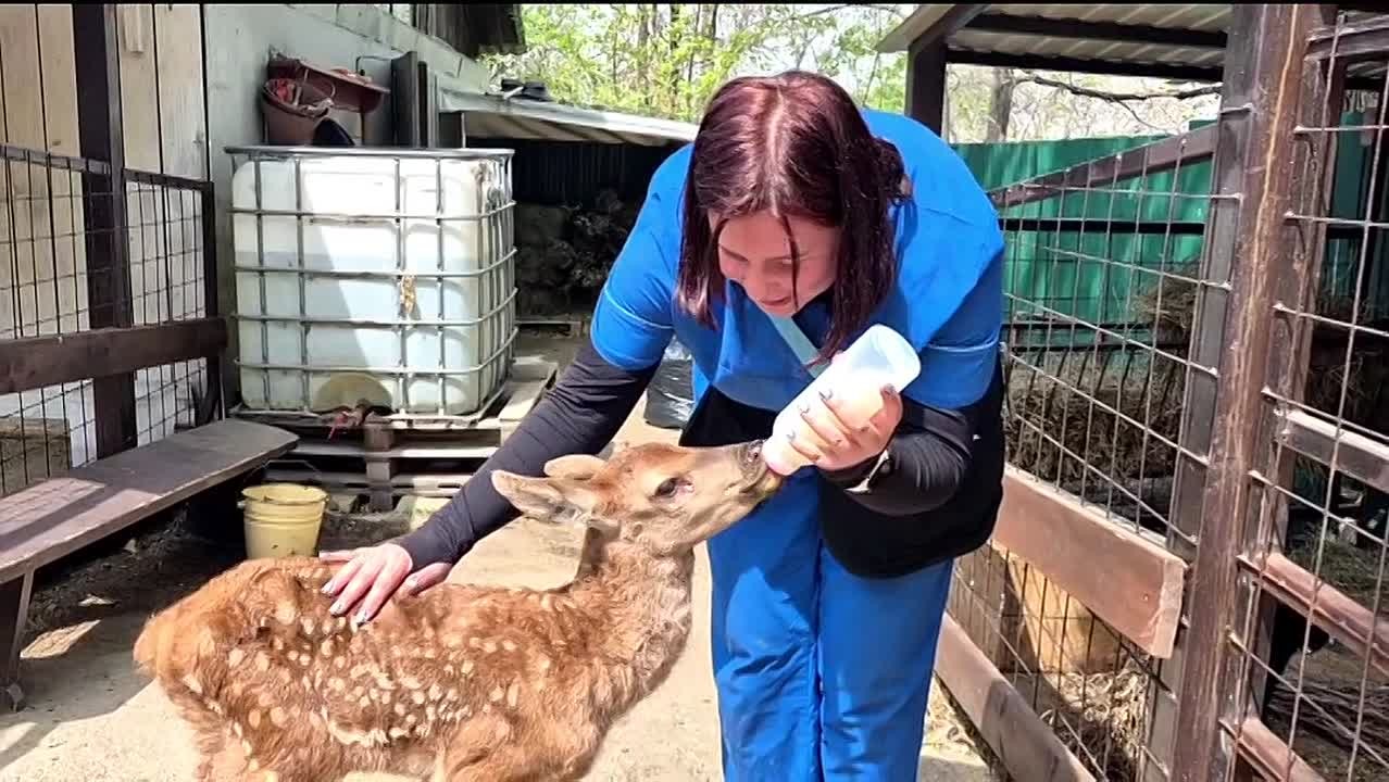 Спасенный изюбренок обживается в хабаровском зоосаде