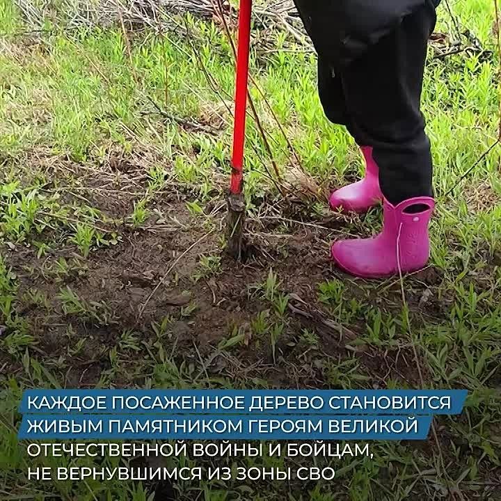 «Наши парни – наша гордость! В память о них и сажаем»: Дмитрий Демешин возглавил международную акцию «Сад памяти» в Хабаровском крае
