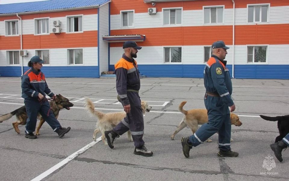 В Хабаровске организовали аттестацию кинологических расчетов МЧС из регионов ДФО В Хабаровске организовали аттестацию кинологических расчетов МЧС из регионов ДФО