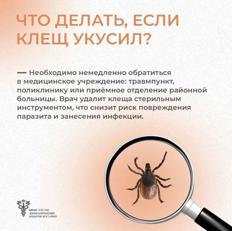 Что делать, если укусил клещ? Что делать, если укусил клещ?