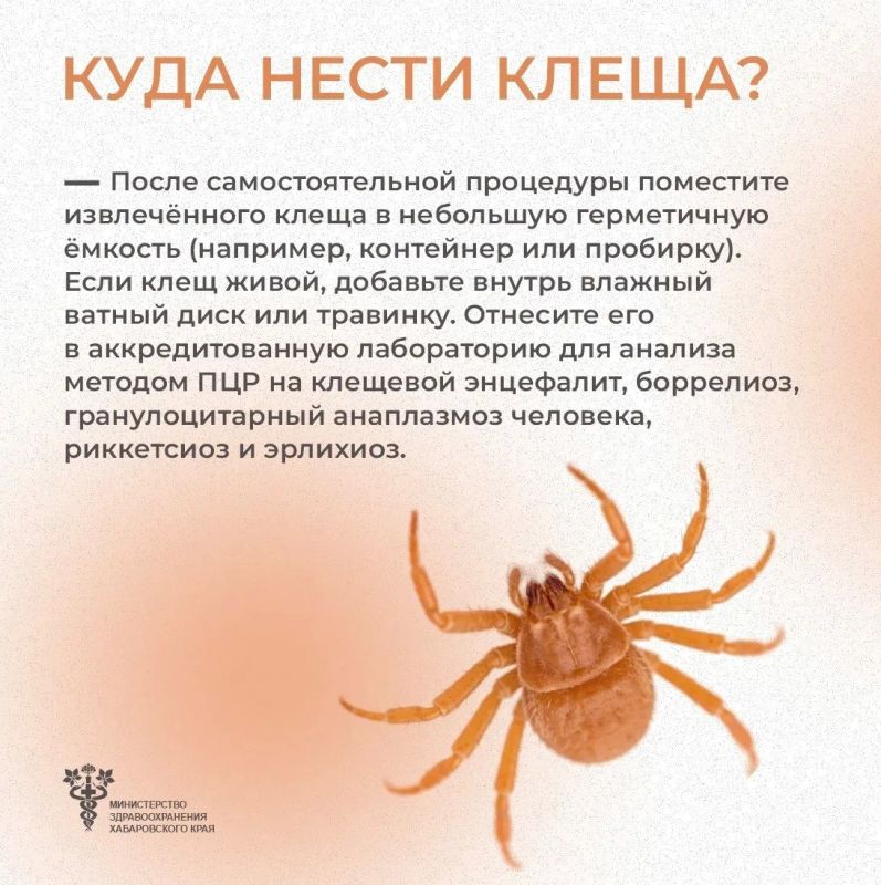 Что делать, если укусил клещ? Что делать, если укусил клещ?