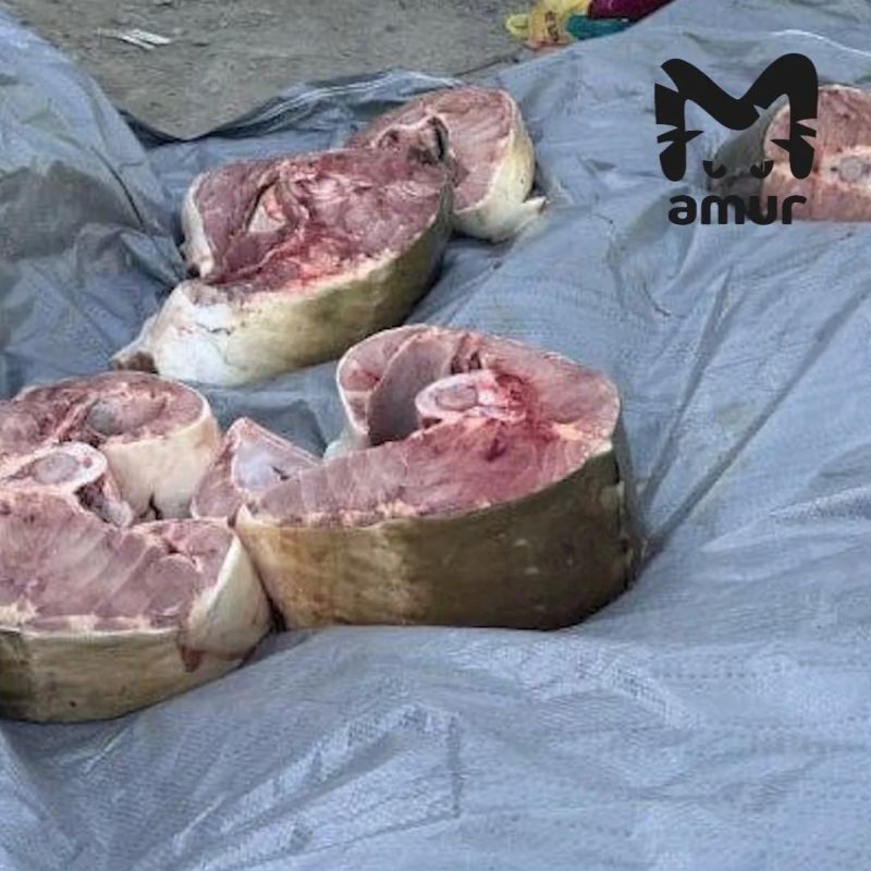 Везунчик нашел 70 кило краснокнижной рыбы на берегу Амура в Хабаровском крае Везунчик нашел 70 кило краснокнижной рыбы на берегу Амура в Хабаровском крае