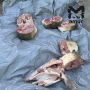Везунчик нашел 70 кило краснокнижной рыбы на берегу Амура в Хабаровском крае