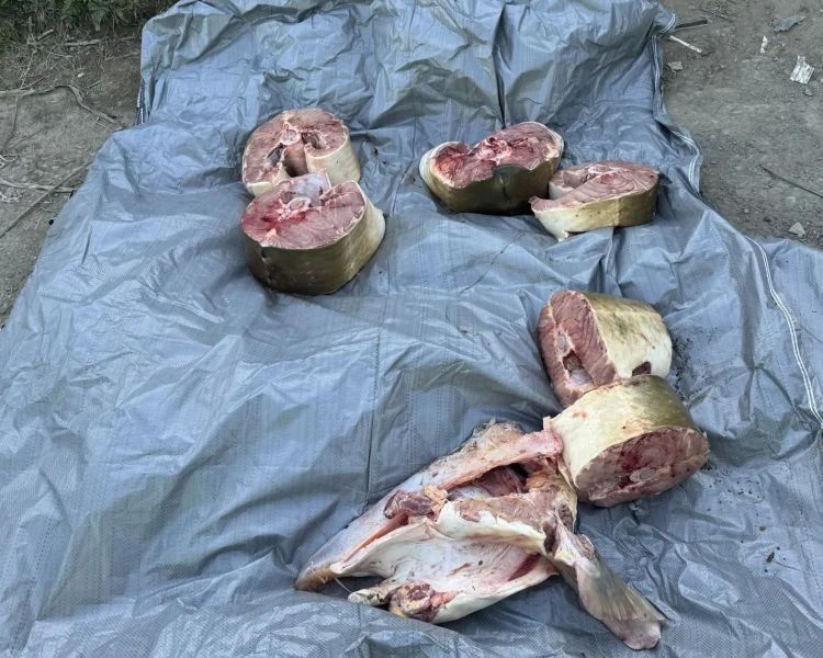 В Амурском районе полицейские изъяли фрагменты рыбы осетровых пород общим весом порядка 70 килограммов В Амурском районе полицейские изъяли фрагменты рыбы осетровых пород общим весом порядка 70 килограммов