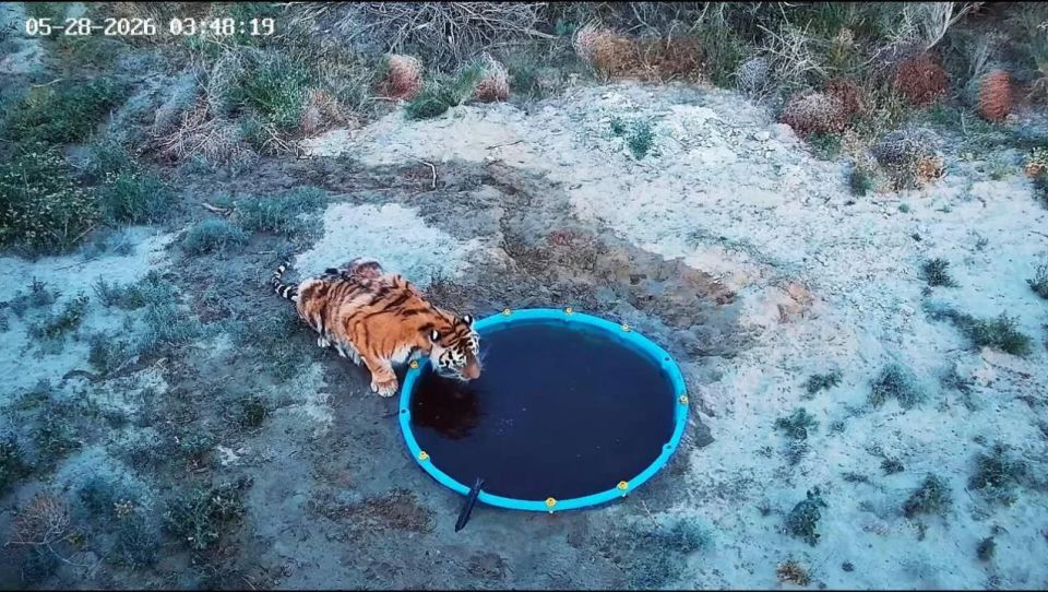 Тиграм из Хабаровского края, которых передали в Казахстан, дали имена Тиграм из Хабаровского края, которых передали в Казахстан, дали имена