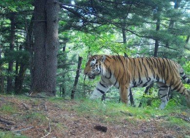 Останки тигра Одыра передали в Гродековский музей