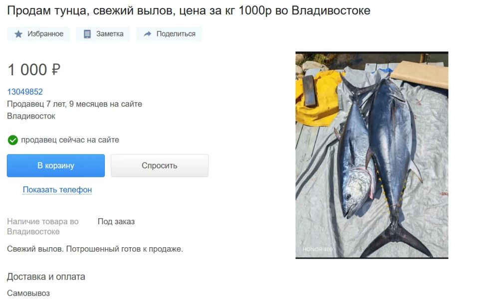Приморские рыбаки начали продавать мясо тунца, выловленного во время тунцовой лихорадки Приморские рыбаки начали продавать мясо тунца, выловленного во время тунцовой лихорадки