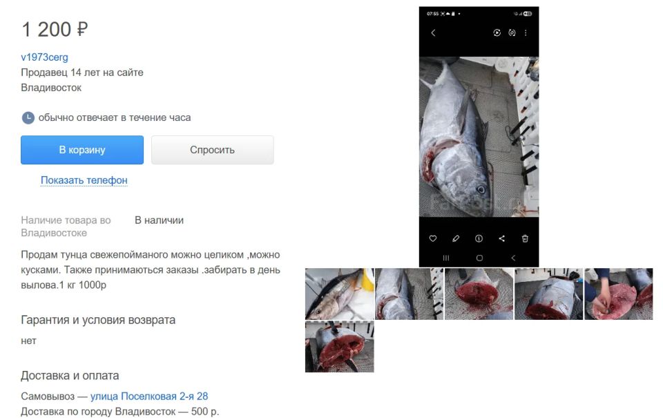 Приморские рыбаки начали продавать мясо тунца, выловленного во время тунцовой лихорадки Приморские рыбаки начали продавать мясо тунца, выловленного во время тунцовой лихорадки