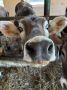 Сегодня исполняется 10 лет со дня основания фермы «Краснореченская», продукцию которой уже хорошо знают и ценят жители края