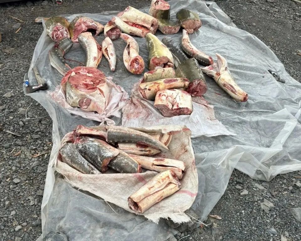 В Амурском районе полицейские изъяли у местного жителя фрагменты рыбы осетровых пород общим весом более 311 килограммов В Амурском районе полицейские изъяли у местного жителя фрагменты рыбы осетровых пород общим весом более 311 килограммов