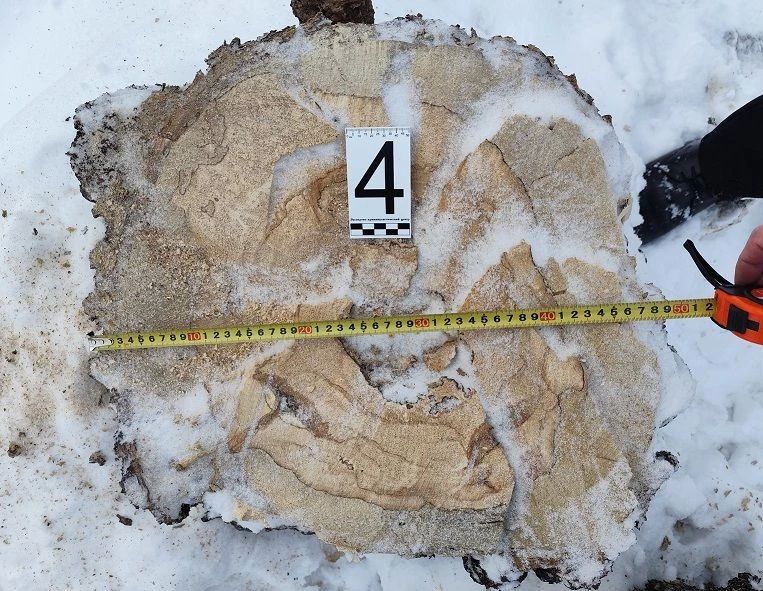 В Хабаровском районе в суд направлено уголовное дело о незаконной рубке лесных насаждений с ущербом свыше 550 тысяч рублей В Хабаровском районе в суд направлено уголовное дело о незаконной рубке лесных насаждений с ущербом свыше 550 тысяч рублей