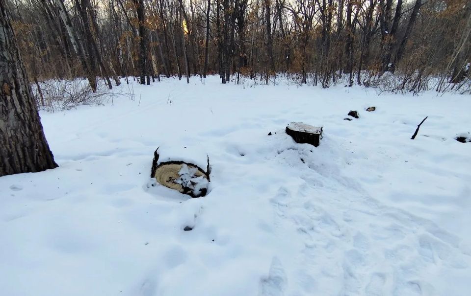 В Хабаровском районе в суд направлено уголовное дело о незаконной рубке лесных насаждений с ущербом свыше 550 тысяч рублей В Хабаровском районе в суд направлено уголовное дело о незаконной рубке лесных насаждений с ущербом свыше 550 тысяч рублей