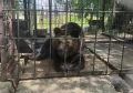 Медведь за решеткой: прокуратура проверяет условия содержания животного в придорожном кафе в Матвеевке