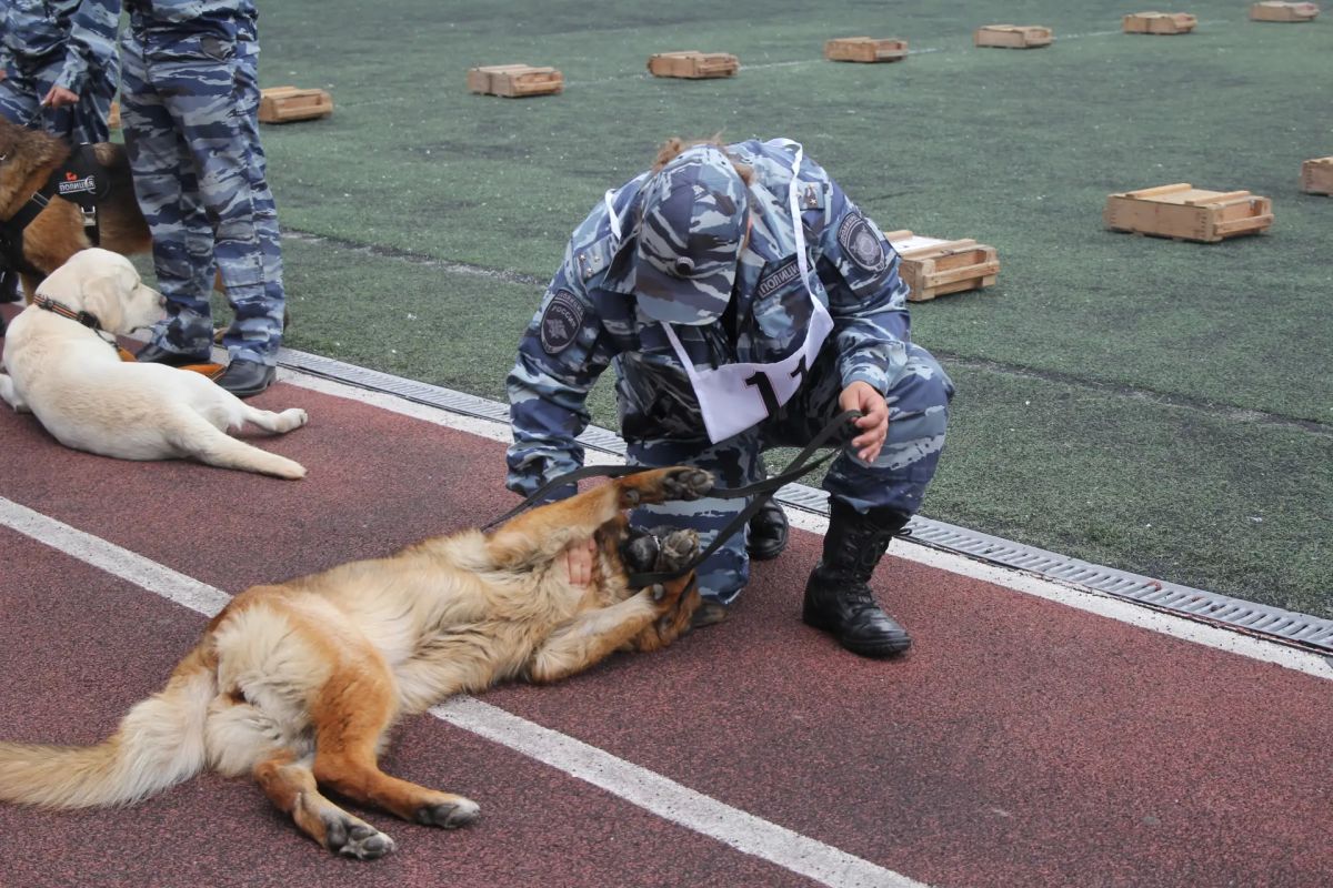 Кинологи транспортной полиции Дальнего Востока стали призерами межведомственных соревнований Кинологи транспортной полиции Дальнего Востока стали призерами межведомственных соревнований