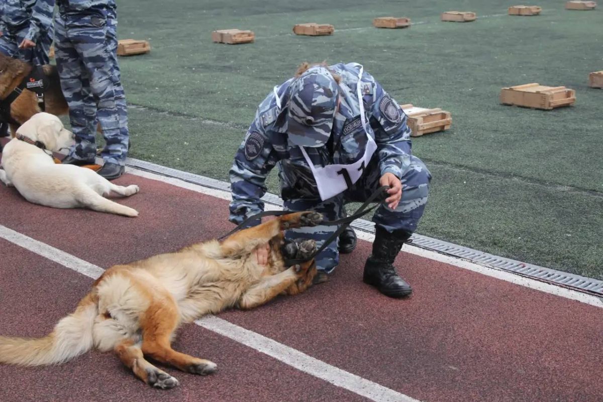Кинологи транспортной полиции Дальнего Востока стали призерами межведомственных соревнований Кинологи транспортной полиции Дальнего Востока стали призерами межведомственных соревнований