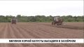 1,5 тысячи тонн поздней капусты соберут в селе Заозёрном этой осенью