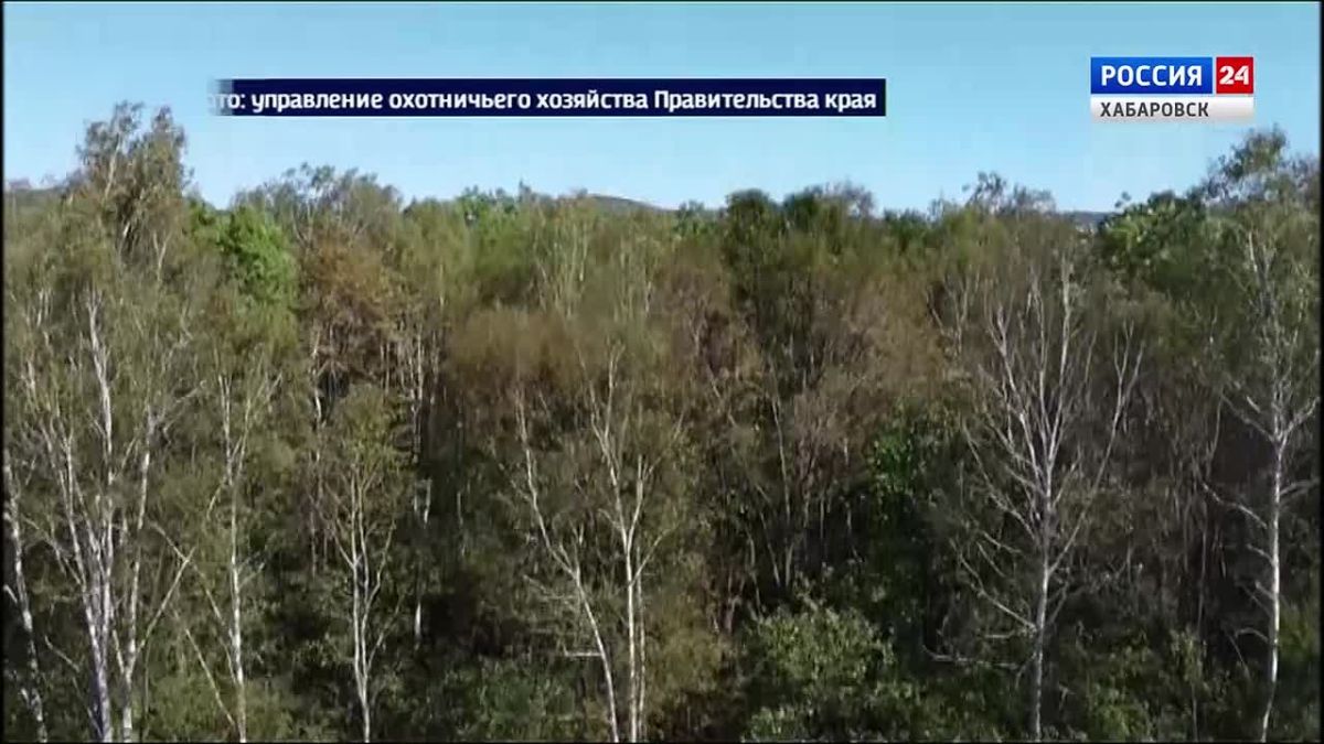 Жителей села Бычиха предупредили о появлении амурского тигра