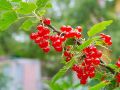 Как вырастить огромные ягоды смородины: простые секреты и советы