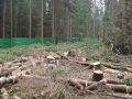 Житель Нанайского района незаконно срубил лиственницы и березы более чем на 640 тысяч рублей – дело направили в суд