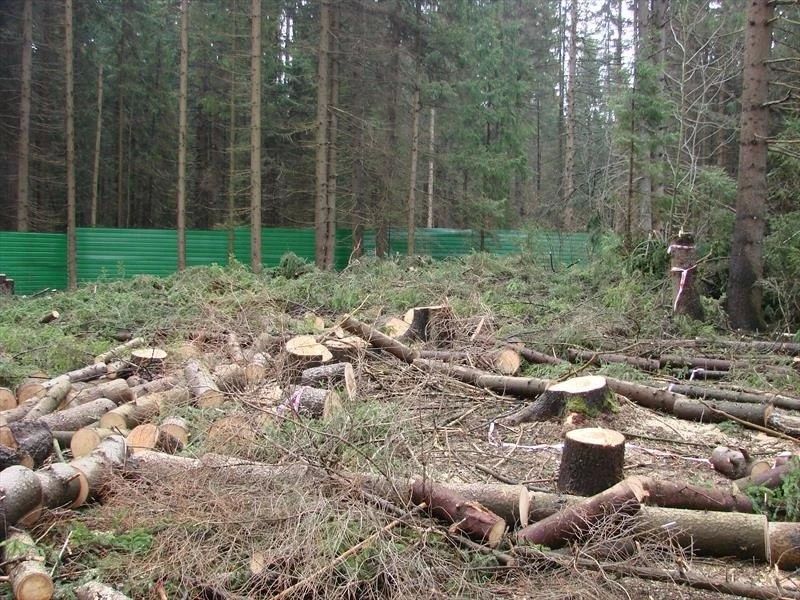 Житель Нанайского района незаконно срубил лиственницы и березы более чем на 640 тысяч рублей – дело направили в суд