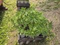 720 кустов конопли вырастил в своем дворе житель Комсомольского района