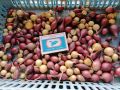 Наступление сезона: когда собирать урожай лука и что важно учитывать