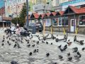 Хабаровчане и приморцы чаще всего пользуются арендой самокатов