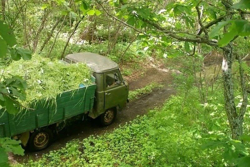 Незаконную рубку 22 деревьев зафиксировала камера в Бикинском лесничестве