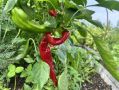 Около 30 тонн местной фермерской продукции продали на хабаровской ярмарке выходного дня в этом сезоне