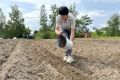Тонну семян сосны корейской высадили в питомниках Хабаровского края