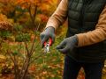 Польза простоты: растения, которые цветут без излишнего вмешательства