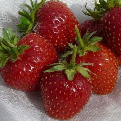 Клубника "Росинка": вкус, который покоряет с первого укуса