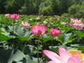 Погода в Хабаровском крае. Хабаровск