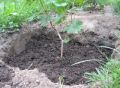 Секреты успешной посадки винограда: выбираем идеальное время и место