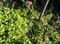 Как осенний посев горчицы улучшает вашу почву: особенности и советы