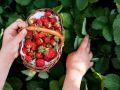 Как весной поблагодарить клубнику: простые правила ухода